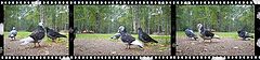 photo "birds live"