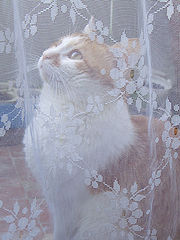 photo "Balcon"