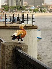 photo "Farwell!"