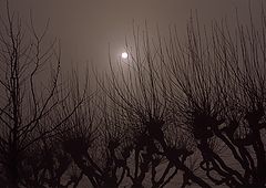 фото "Foggy trees"