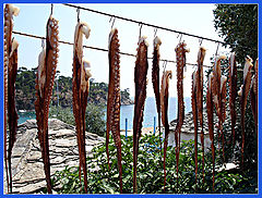 фото "greek dainty with ouzo..."