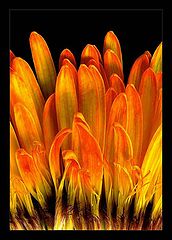 фото "..."