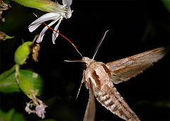 photo "butterfly"