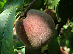 photo "Peach"