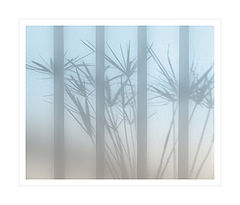 photo "Shadows"