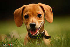 photo "Lola"