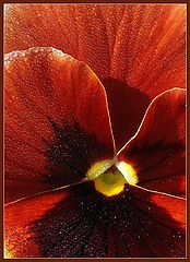 фото "***"