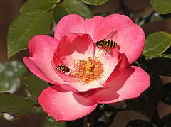 photo "Paradise garden in flower"
