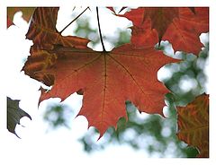 photo "autumn coming"