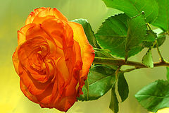 photo "foil and rose"