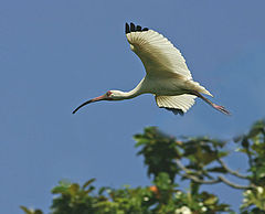 фото "white ibis in flight"