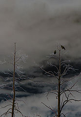 photo "Dark kindom"