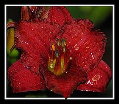 photo "Tears"
