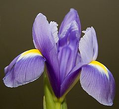 фото "Perfection of nature"