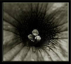 фото "Simple"