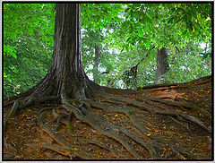 photo "Roots"