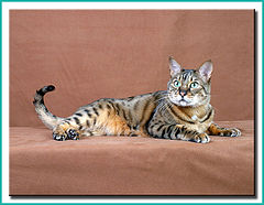 фото "My Tigger"