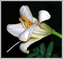 photo "1"