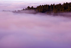 photo "Tree Line in Fog"