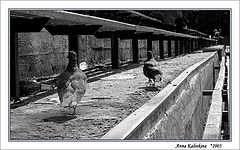 photo "Pigeon march"