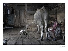 фото "Вечерний удой"