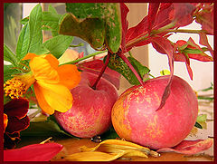 photo "The first autumn"