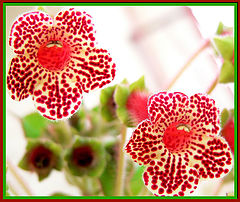 photo "Dots ...."