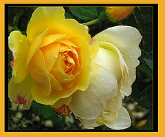 photo "Duet for roses from suite in Y(ellow) major."