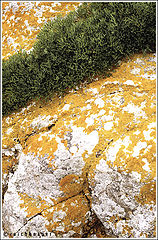photo "Lichen"