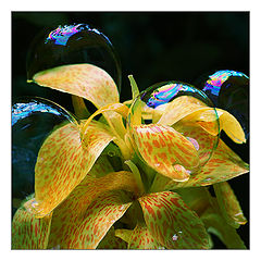 photo "flower and bubbles"
