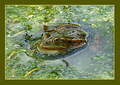 photo "Untitled photo"