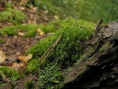 photo "Moss"