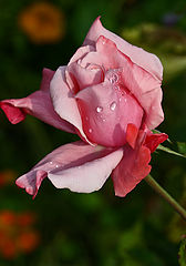 фото "слёзы"
