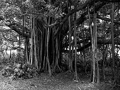 фото "The Banyon"