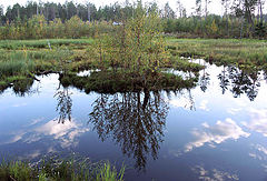 photo "Town marsh"