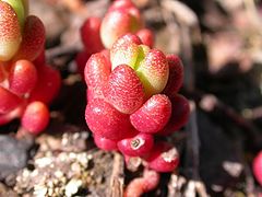 фото "Cat claw"