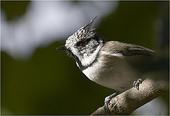 photo "Parus Cristatus 2"