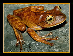 фото "Hypsiboas faber"