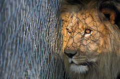 фото "Far, faraway is Africa"