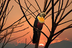 photo "A brazilian toucan"