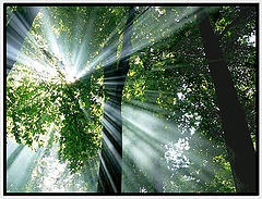 photo "Flash"