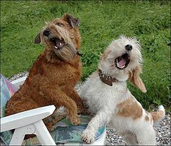 фото "The 'swinging' dogs!"