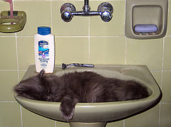 photo "Pussy"