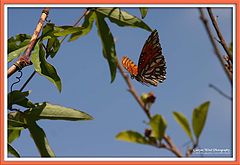 фото ""On Gossamer Wings"."