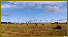 photo "Field"