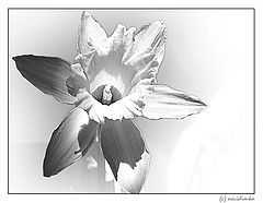 фото "noname"