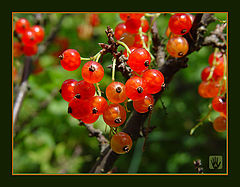photo "Red currant"