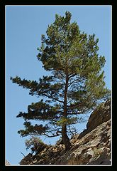 photo "Alone & Brave..."