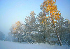 фото "first rays of golden light"