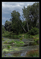 photo "The beavers live somewhere here..."
